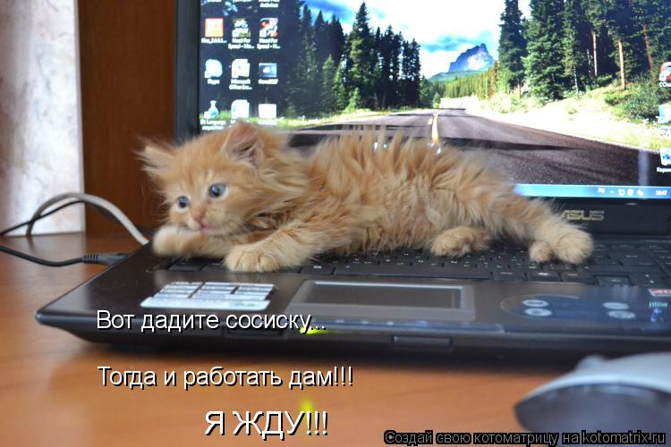 Котоматрица: Вот дадите сосиску... Тогда и работать дам!!! Я ЖДУ!!!