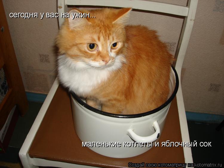 Котоматрица: сегодня у вас на ужин... маленькие котлеты и яблочный сок