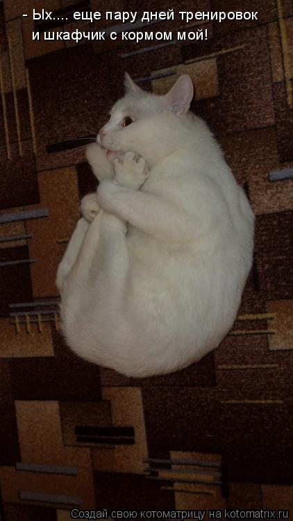 - Ых.... еще пару дней тренировок и шкафчик с кормом мой!... Котоматрица: - Ых.... еще пару дней тренировок и шкафчик с кормом мой!
