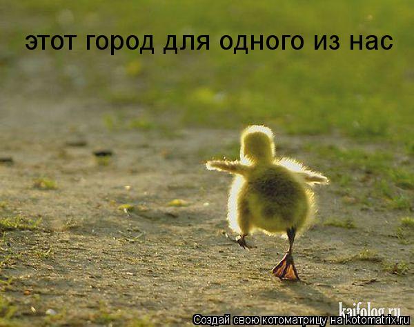 Котоматрица: этот город для одного из нас