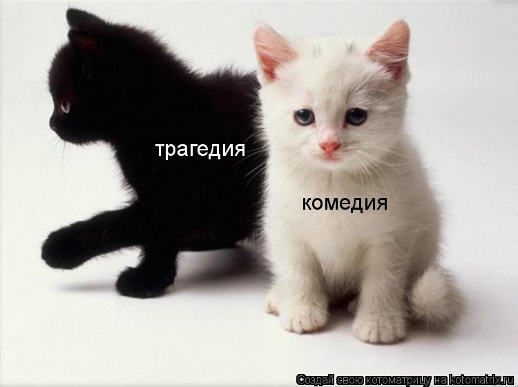 Котоматрица: комедия трагедия