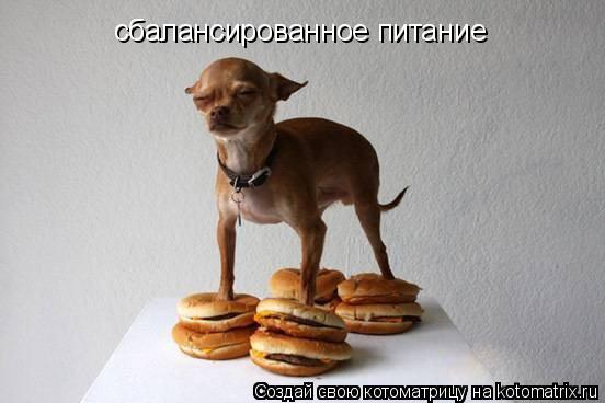 Котоматрица: сбалансированное питание