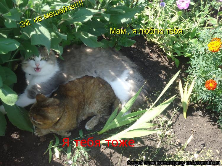 Котоматрица: Эй, не мешайте!!!! Мам , я люблю тебя Я тебя тоже