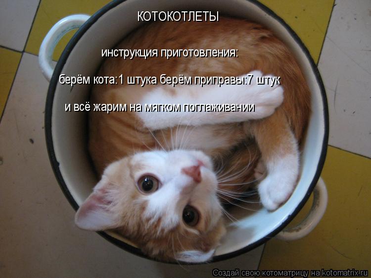 Котоматрица: КОТОКОТЛЕТЫ инструкция приготовления: берём кота:1 штука берём приправы:7 штук и всё жарим на мягком поглаживании
