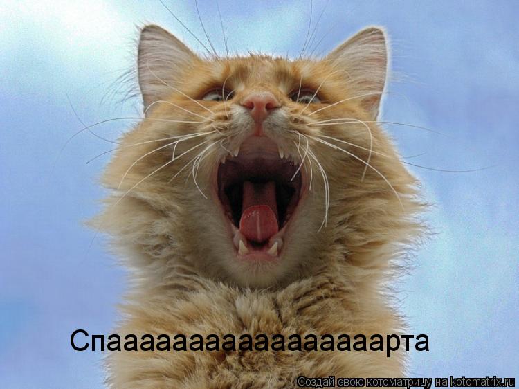 Котоматрица: Спааааааааааааааааарта