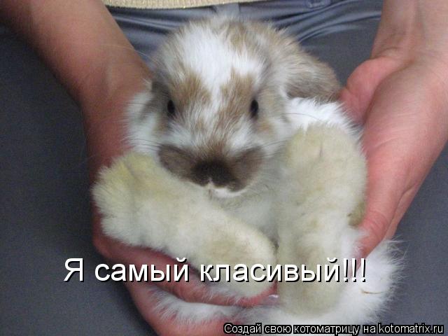 Котоматрица: Я самый Я самый класивый!!!