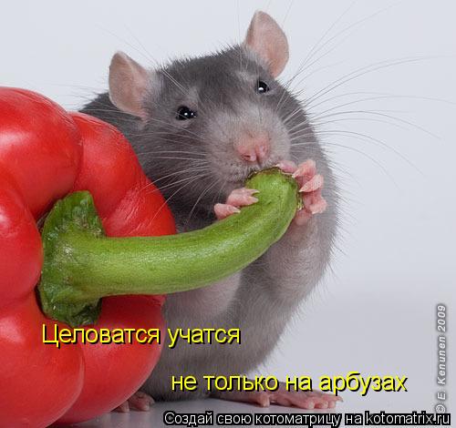 Котоматрица: Целоватся учатся  не только на арбузах