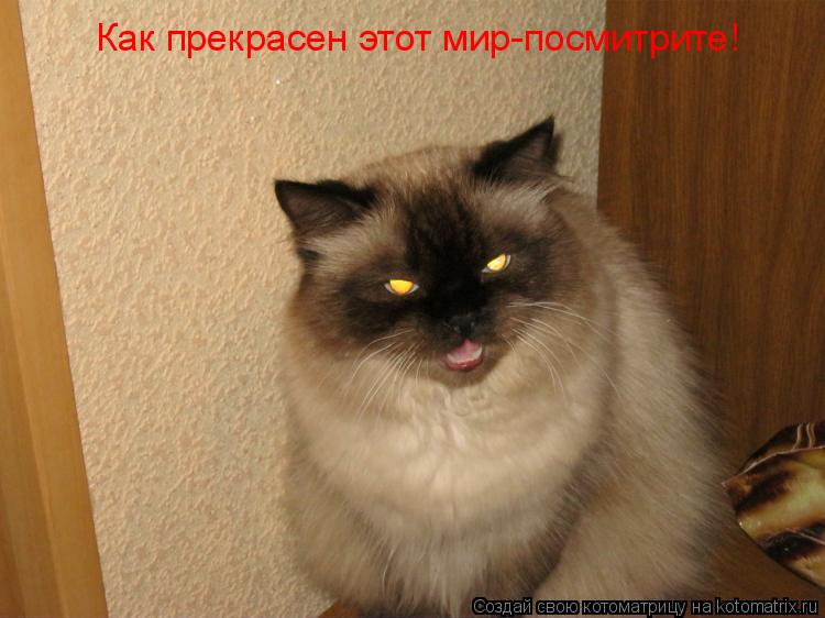 Котоматрица: Как прекрасен этот мир-посмитрите!