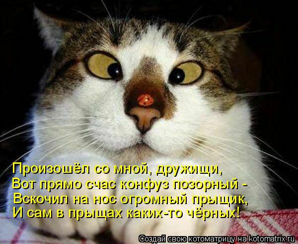 Котоматрица: Произошёл со мной, дружищи, Вот прямо счас конфуз позорный - Вскочил на нос огромный прыщик, И сам в прыщах каких-то чёрных!