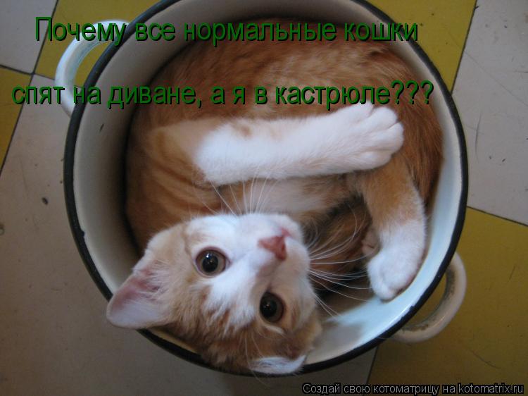Почему все нормальные кошки спят на диване, а я в кастрюле???... Котоматрица: Почему все нормальные кошки спят на диване, а я в кастрюле???