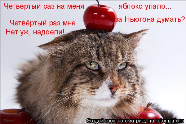 Котоматрица: Четвёртый раз на меня  яблоко упало... Четвёртый раз мне за Ньютона думать?! Нет уж, надоели!