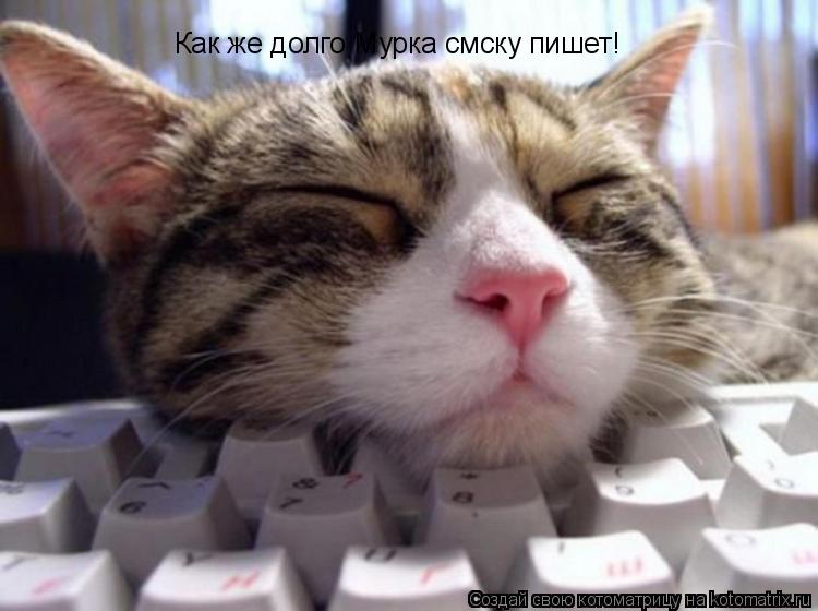 Котоматрица: Как же долго Мурка смску пишет!