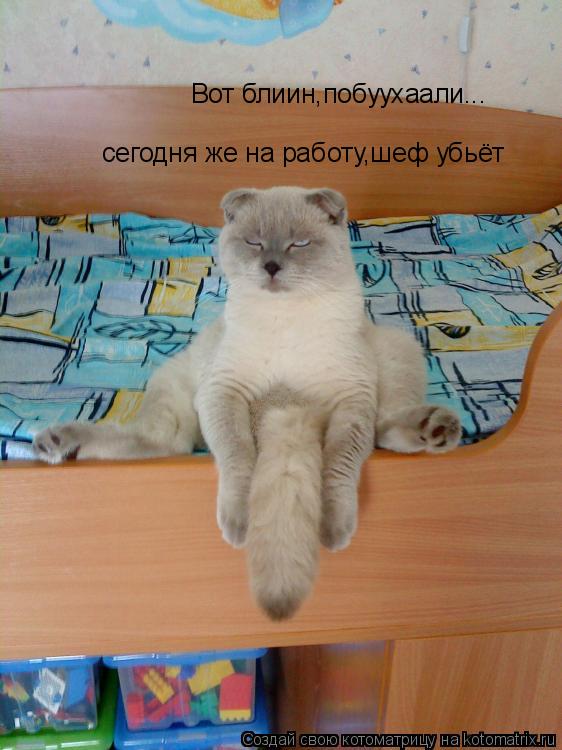 Котоматрица: Вот блиин,побуухаали...  сегодня же на работу,шеф убьёт