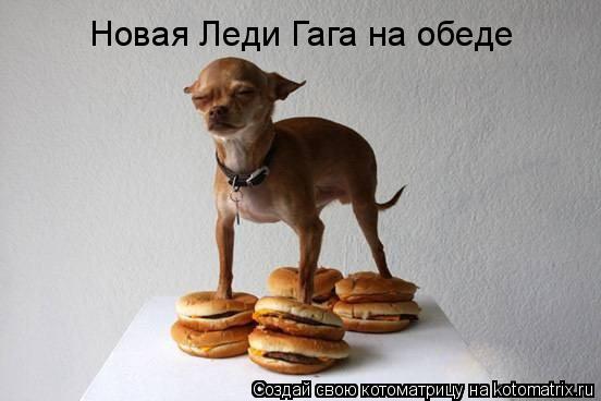 Котоматрица: Новая Леди Гага на обеде