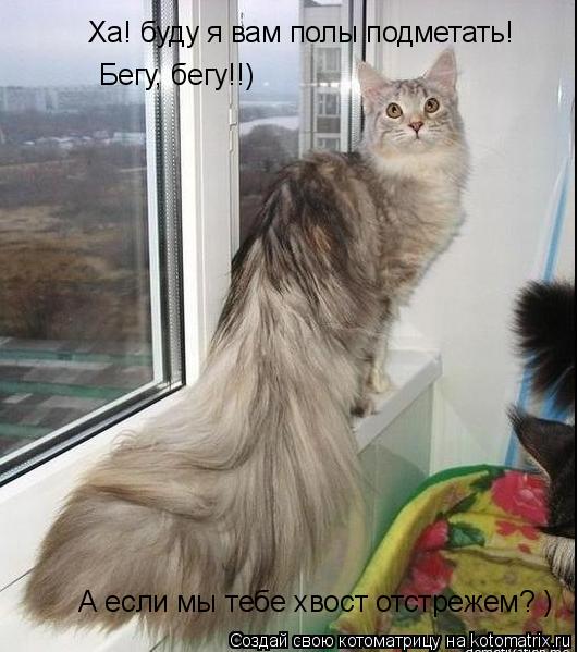 Котоматрица: Ха! буду я вам полы подметать! А если мы тебе хвост отстрежем? ) Бегу, бегу!!)