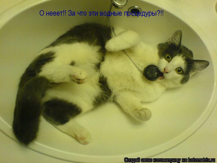 Котоматрица: О нееет!! За что эти водные процедуры?!!
