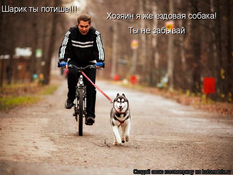 Котоматрица: Шарик ты потише!!! Хозяин я же ездовая собака! Ты не забывай