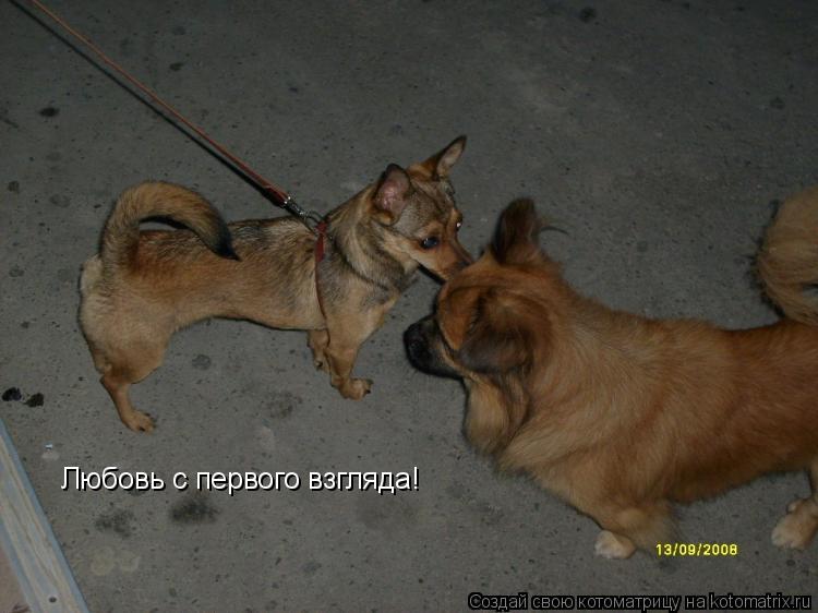 Котоматрица: Любовь с первого взгляда!