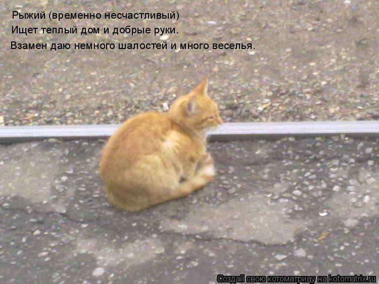 Котоматрица: Рыжий (временно несчастливый) Ищет теплый дом и добрые руки. Взамен даю немного шалостей и много веселья.