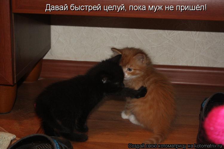 Котоматрица: Давай быстрей целуй, пока муж не пришёл!