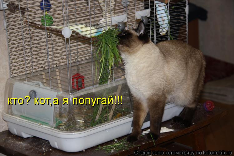 Котоматрица: кто? кот,а я попугай!!!