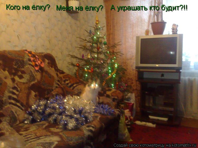 Котоматрица: Кого на ёлку? Меня на ёлку? А украшать кто будит?!!