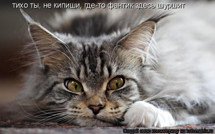 Котоматрица: тихо ты, не кипиши, где-то фантик здесь шуршит