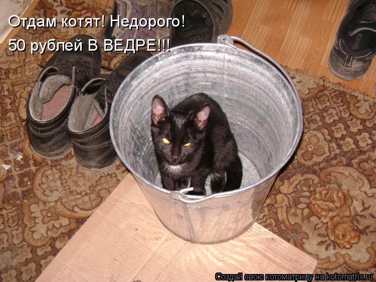 Котоматрица: Отдам котят! Недорого! 50 рублей В ВЕДРЕ!!!