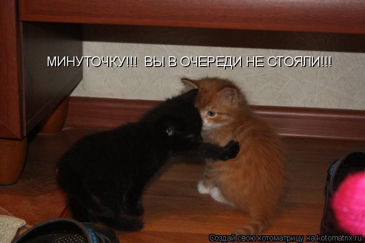 Котоматрица: МИНУТОЧКУ!!!  ВЫ В ОЧЕРЕДИ НЕ СТОЯЛИ!!!