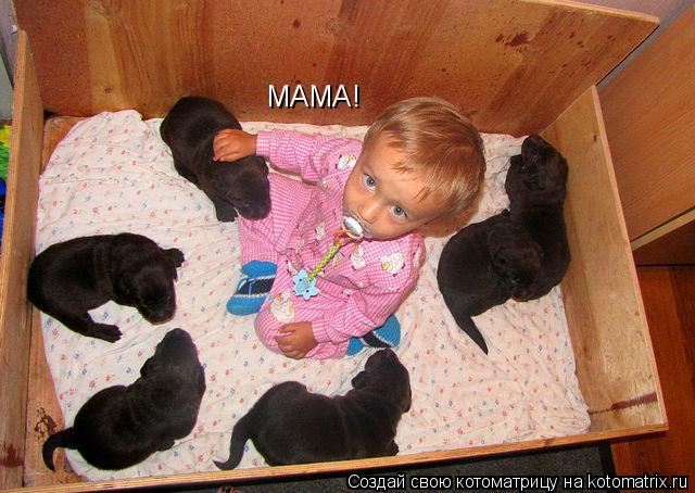 Котоматрица: МАМА!