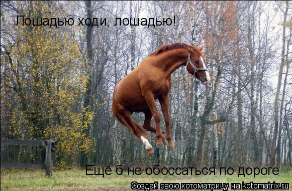 Котоматрица: Лошадью ходи, лошадью! Ещё б не обоссаться по дороге
