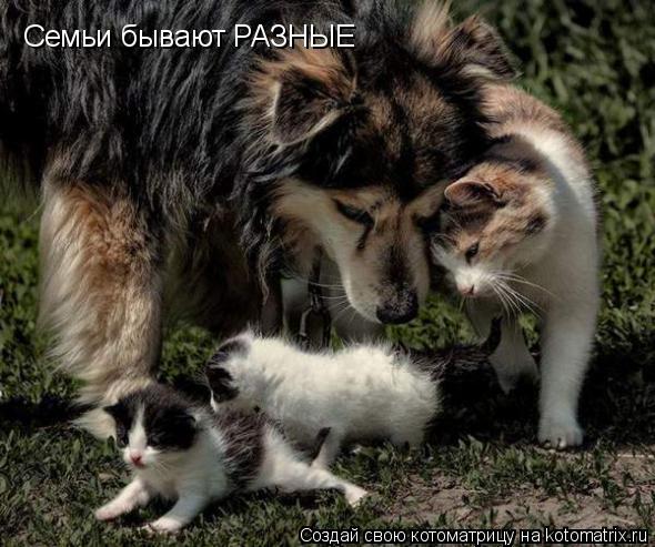 Котоматрица: Семьи бывают РАЗНЫЕ
