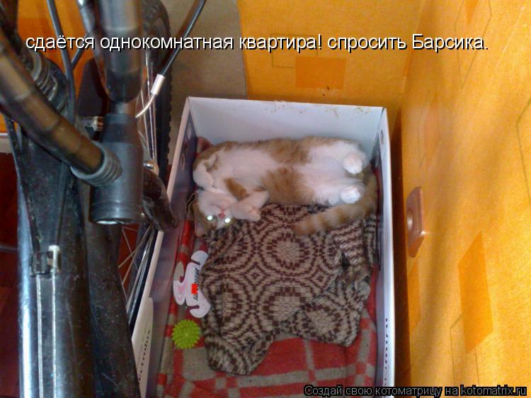 сдаётся однокомнатая квартира сдаётся однокомнатная квартира! спросить Барсика.... Котоматрица: сдаётся однокомнатая квартира сдаётся однокомнатная квартира! спросить Барсика.