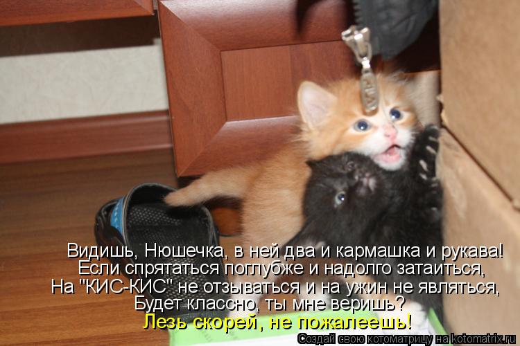 Видишь, Нюшечка, в ней два и кармашка и рукава! Если спрятаться поглубже и надолго затаиться, На "КИС... Котоматрица: Видишь, Нюшечка, в ней два и кармашка и рукава! Если спрятаться поглубже и надолго затаиться, На "КИС-КИС" не отзываться и на ужин не являться,
