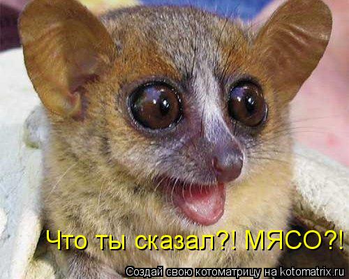 Что ты сказал?! МЯСО?!... Котоматрица: Что ты сказал?! МЯСО?!