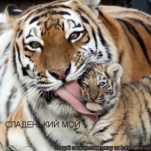 СЛАДЕНЬКИЙ МОЙ... Котоматрица: СЛАДЕНЬКИЙ МОЙ