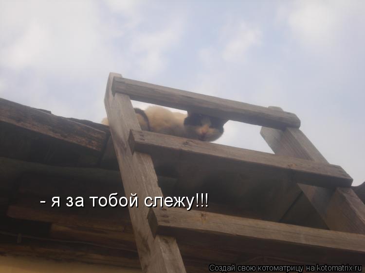 Котоматрица: - я за тобой слежу!!!