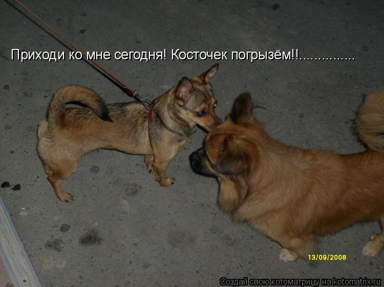 Приходи ко мне сегодня! Косточек погрызём!!.................. Котоматрица: Приходи ко мне сегодня! Косточек погрызём!!...............