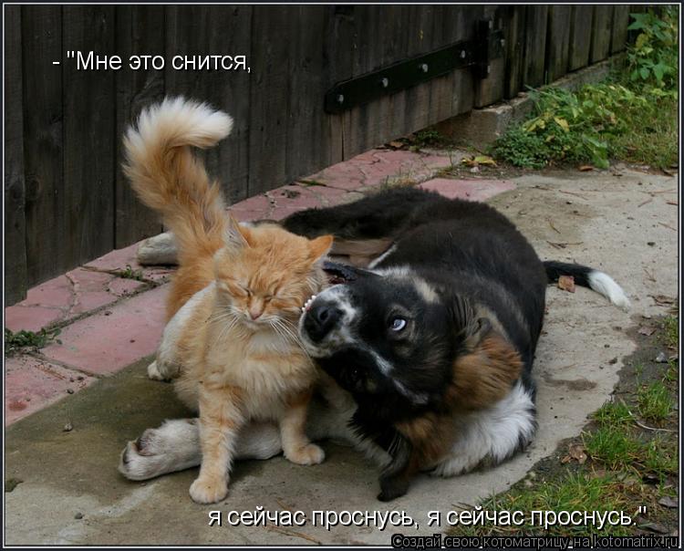 Котоматрица: - "Мне это снится, я сейчас проснусь, я сейчас проснусь."