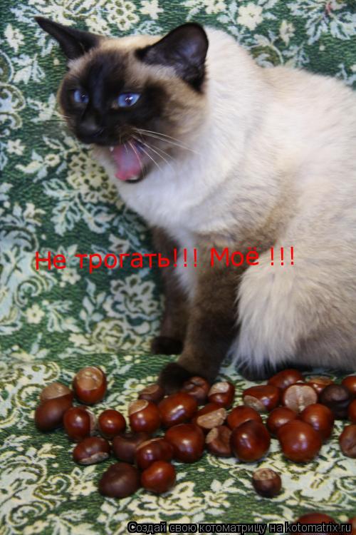 Не трогать!!! Моё !!!... Котоматрица: Не трогать!!! Моё !!!