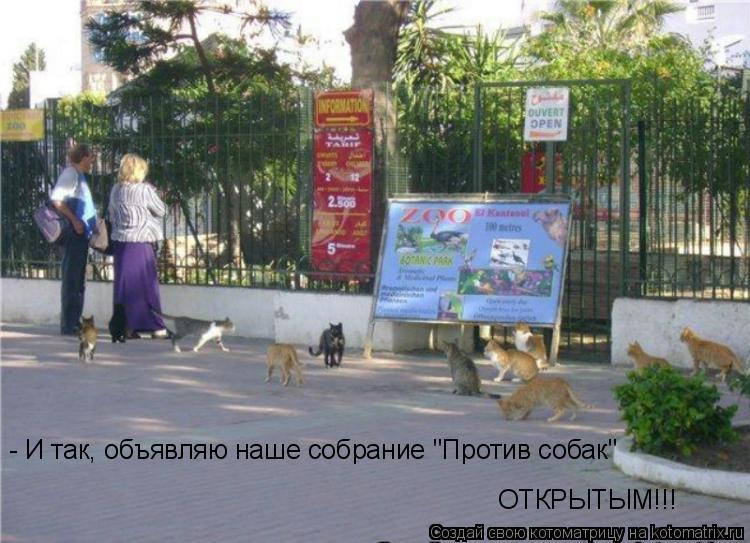 Котоматрица: - И так, объявляю наше собрание "Против собак" ОТКРЫТЫМ!!!