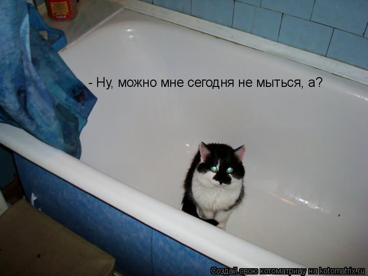 Котоматрица: - Ну, можно мне сегодня не мыться, а?