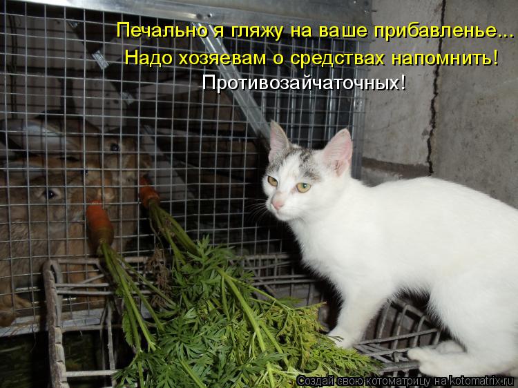 Печально я гляжу на ваше прибавленье... Надо хозяевам о средствах напомнить! Противозайчаточных!... Котоматрица: Печально я гляжу на ваше прибавленье... Надо хозяевам о средствах напомнить! Противозайчаточных!
