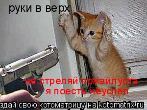 руки в верх не стреляй пожайлуста я поесть неуспел... Котоматрица: руки в верх не стреляй пожайлуста я поесть неуспел