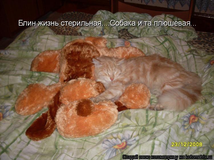 Блин жизнь стерильная....Собака и та плюшевая...... Котоматрица: Блин жизнь стерильная....Собака и та плюшевая...