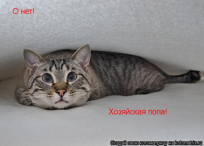 О нет! Хозяйская попа!... Котоматрица: О нет! Хозяйская попа!