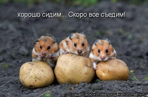 хорошо сидим... Скоро все съедим!... Котоматрица: хорошо сидим... Скоро все съедим!