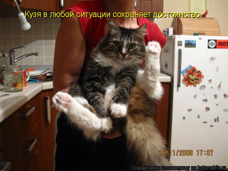 Котоматрица: Кузя в любой ситуации сохраняет достоинство