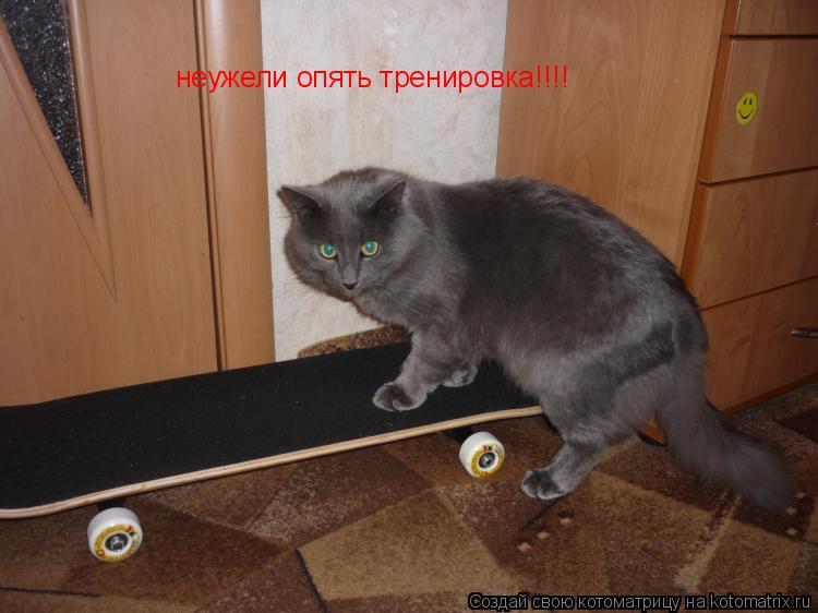 Котоматрица: неужели опять тренировка!!!!
