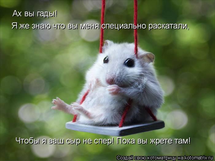 Котоматрица: Ах вы гады!  Я же знаю что вы меня специально раскатали, Чтобы я ваш сыр не спер! Пока вы жрете там!